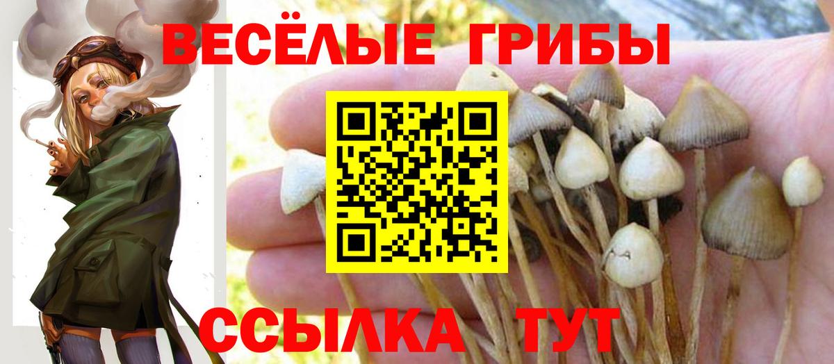 Людиново  Галлюциногенные грибы прущие грибы  Вход с VPN  Псилоцибиновые грибы Psilocybe 